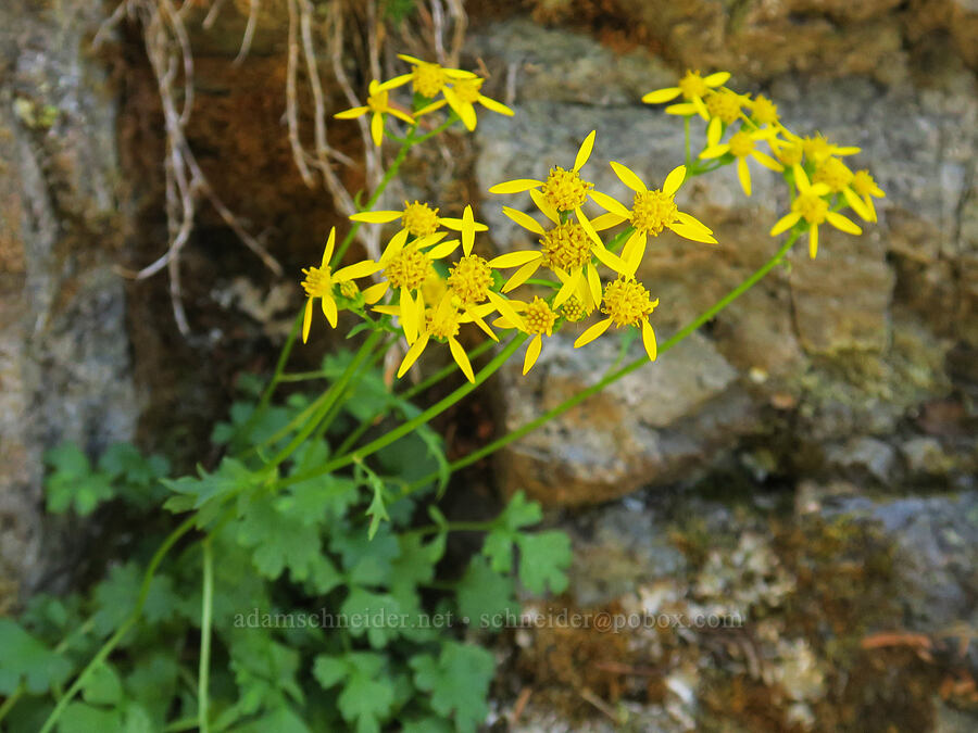 Flett's ragwort (Packera flettii) [Upper Big Quilcene Trail, Buckhorn Wilderness, Jefferson County, Washington]