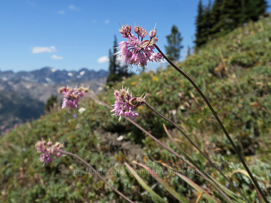 nodding onions (Allium cernuum) [Buckhorn Mountain Trail, Buckhorn Wilderness, Jefferson County, Washington]