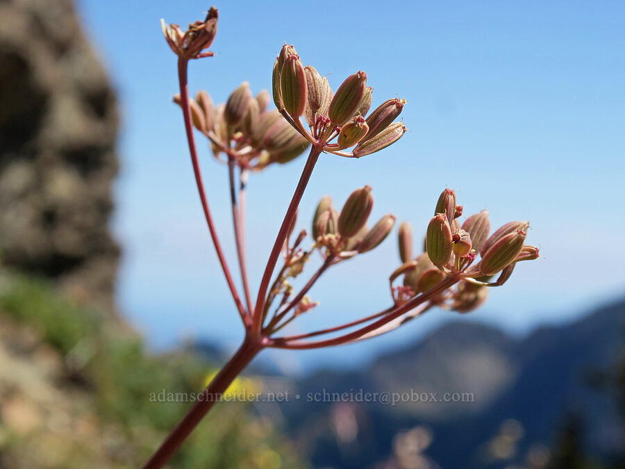 Cascade desert parsley seeds (Lomatium martindalei) [Buckhorn Mountain Trail, Buckhorn Wilderness, Jefferson County, Washington]