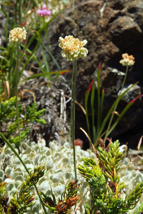 cushion buckwheat (Eriogonum ovalifolium) [Buckhorn Mountain Trail, Buckhorn Wilderness, Jefferson County, Washington]