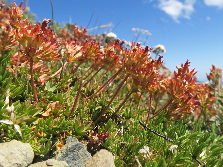 smooth douglasia, going to seed (Douglasia laevigata (Androsace laevigata)) [Buckhorn Mountain Trail, Buckhorn Wilderness, Jefferson County, Washington]
