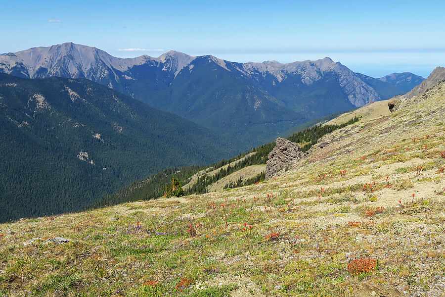 wildflowers & mountains to the north [Buckhorn Mountain Trail, Buckhorn Wilderness, Jefferson County, Washington]
