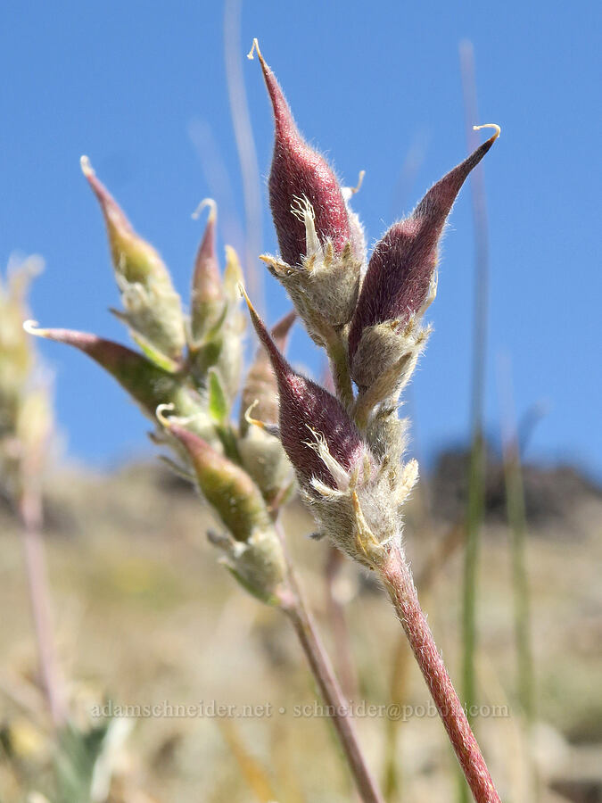 locoweed seed pods (Oxytropis campestris var. spicata (Oxytropis monticola)) [Buckhorn Mountain Trail, Buckhorn Wilderness, Jefferson County, Washington]