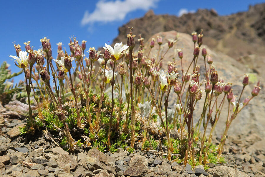 alpine sandwort (Cherleria obtusiloba (Minuartia obtusiloba)) [Buckhorn Mountain Trail, Buckhorn Wilderness, Jefferson County, Washington]
