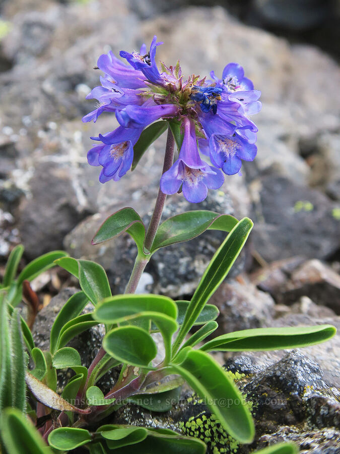 small-flowered penstemon (Penstemon procerus) [summit of Buckhorn Mountain, Buckhorn Wilderness, Jefferson County, Washington]