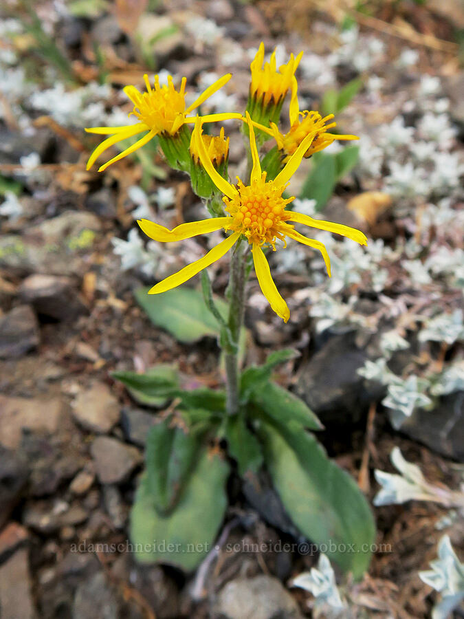 black-tipped groundsel/ragwort (Senecio lugens) [summit of Buckhorn Mountain, Buckhorn Wilderness, Jefferson County, Washington]