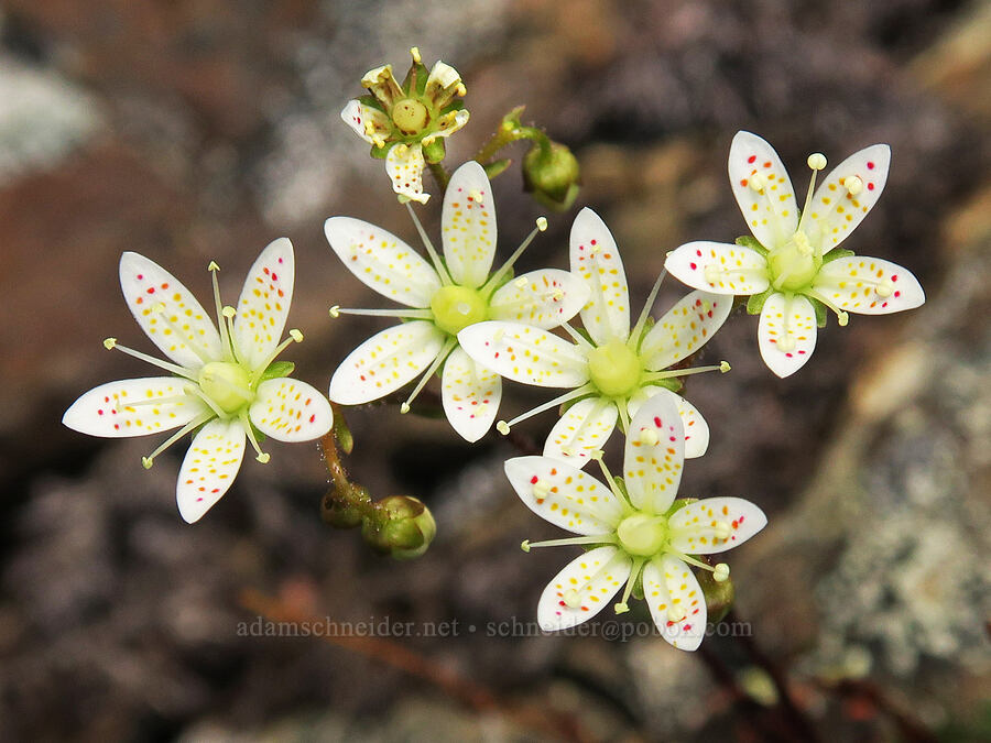 spotted saxifrage (Saxifraga bronchialis ssp. austromontana (Saxifraga austromontana)) [summit of Buckhorn Mountain, Buckhorn Wilderness, Jefferson County, Washington]