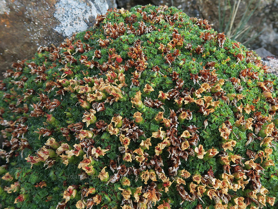 purple saxifrage, going to seed (Saxifraga oppositifolia) [summit of Buckhorn Mountain, Buckhorn Wilderness, Jefferson County, Washington]