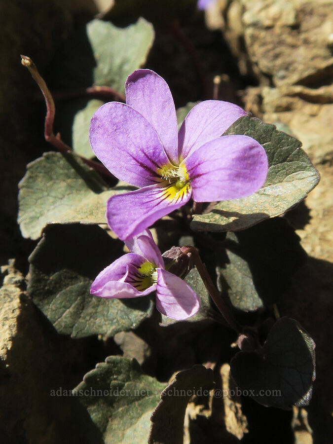 Olympic violet (Viola flettii) [Buckhorn Mountain, Buckhorn Wilderness, Jefferson County, Washington]