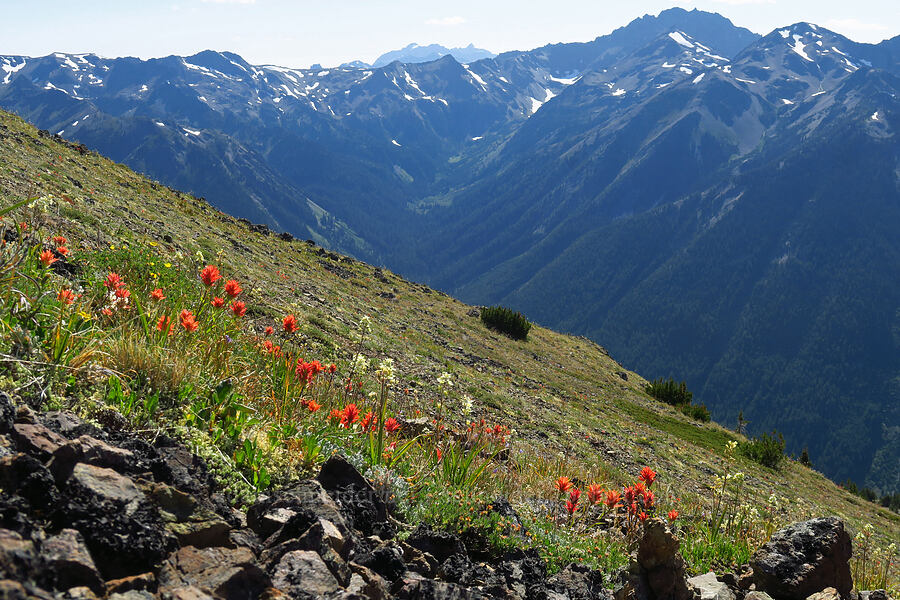 wildflowers & mountains [below Buckhorn Mountain, Buckhorn Wilderness, Jefferson County, Washington]