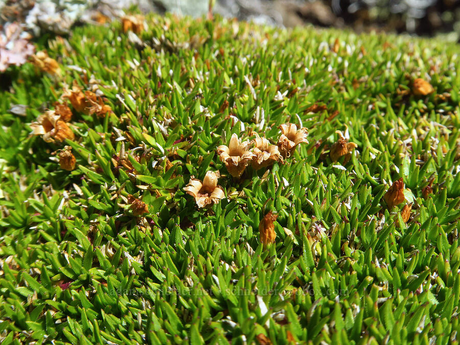 moss campion leaves (Silene acaulis) [below Buckhorn Mountain, Buckhorn Wilderness, Jefferson County, Washington]