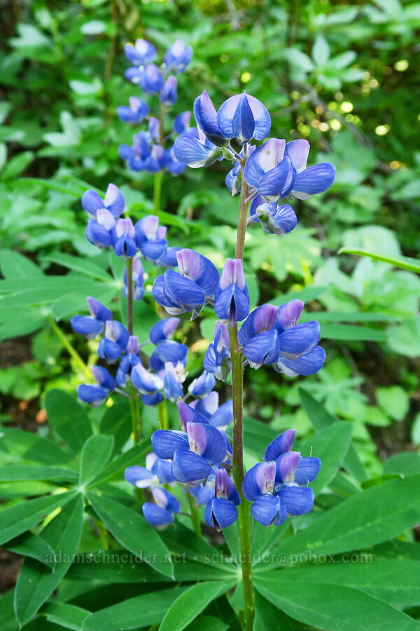 very blue lupine (Lupinus latifolius) [Upper Dungeness Trail, Buckhorn Wilderness, Jefferson County, Washington]