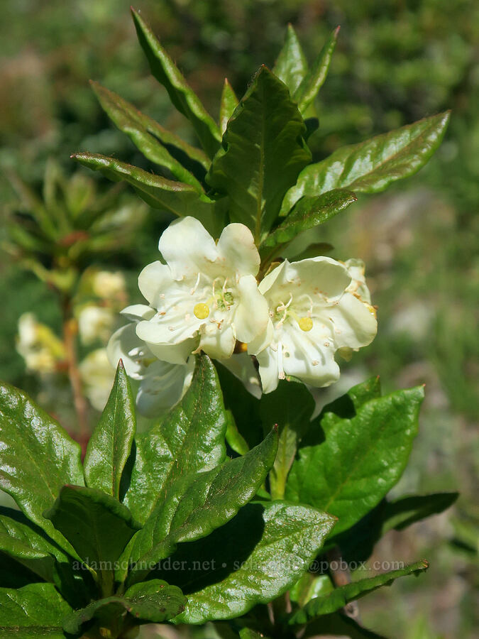 white rhododendron (Rhododendron albiflorum) [Upper Dungeness Trail, Buckhorn Wilderness, Jefferson County, Washington]