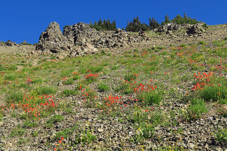 wildflowera [Upper Dungeness Trail, Buckhorn Wilderness, Jefferson County, Washington]