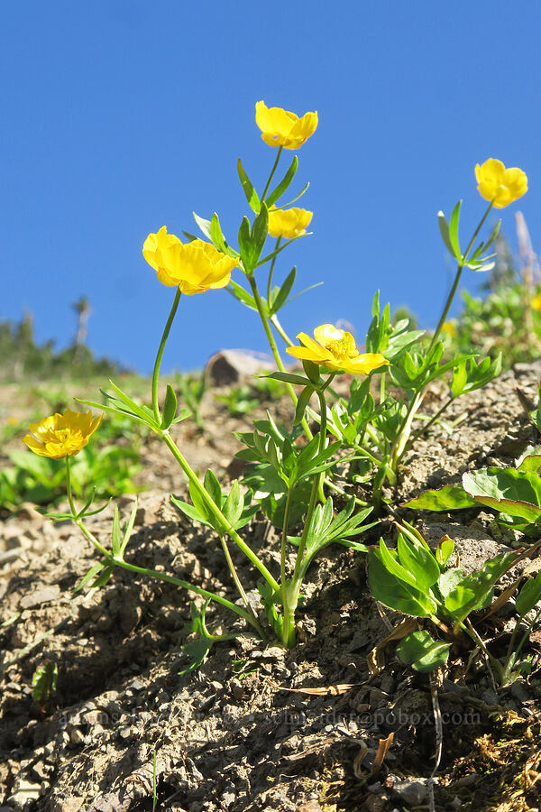 Suksdorf's buttercups (Ranunculus eschscholtzii var. suksdorfii) [Upper Dungeness Trail, Buckhorn Wilderness, Jefferson County, Washington]