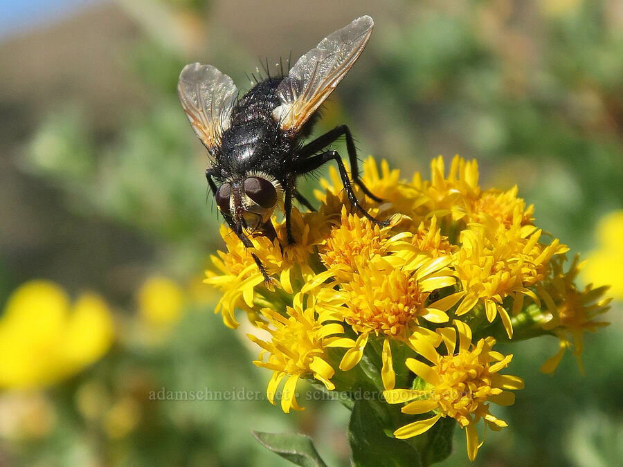 bristle fly (tachinid) on goldenrod (Tachina sp., Solidago multiradiata) [Upper Dungeness Trail, Buckhorn Wilderness, Jefferson County, Washington]