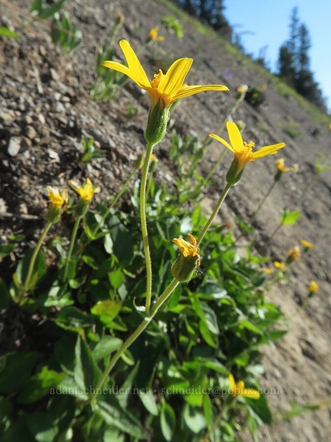 Sierra arnica (Arnica nevadensis) [Upper Dungeness Trail, Buckhorn Wilderness, Jefferson County, Washington]