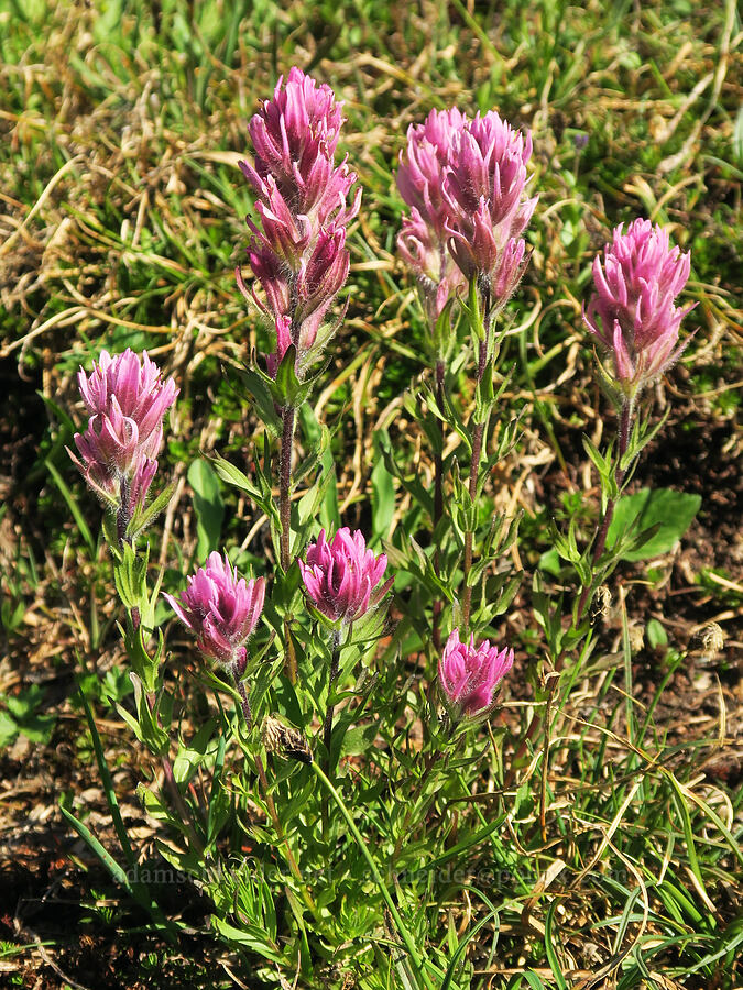 Olympic paintbrush (Castilleja parviflora var. olympica) [Upper Dungeness Trail, Buckhorn Wilderness, Jefferson County, Washington]