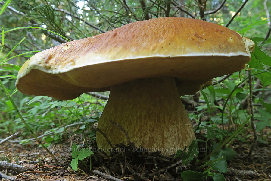 enormous bolete mushroom (Boletus sp.) [Upper Big Quilcene Trail, Buckhorn Wilderness, Jefferson County, Washington]