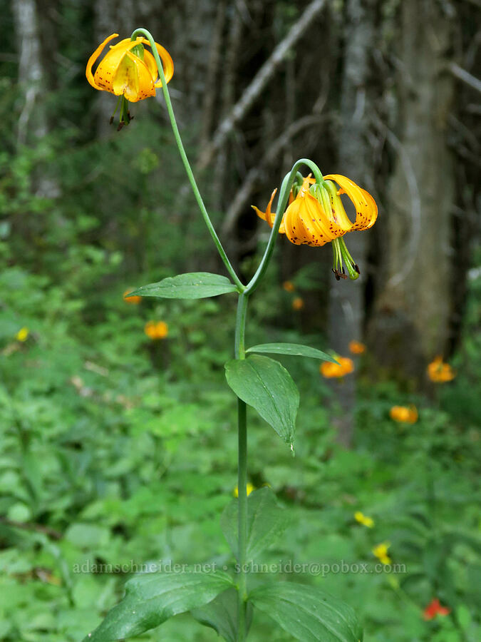 Columbia tiger lily (Lilium columbianum) [Upper Big Quilcene Trail, Buckhorn Wilderness, Jefferson County, Washington]