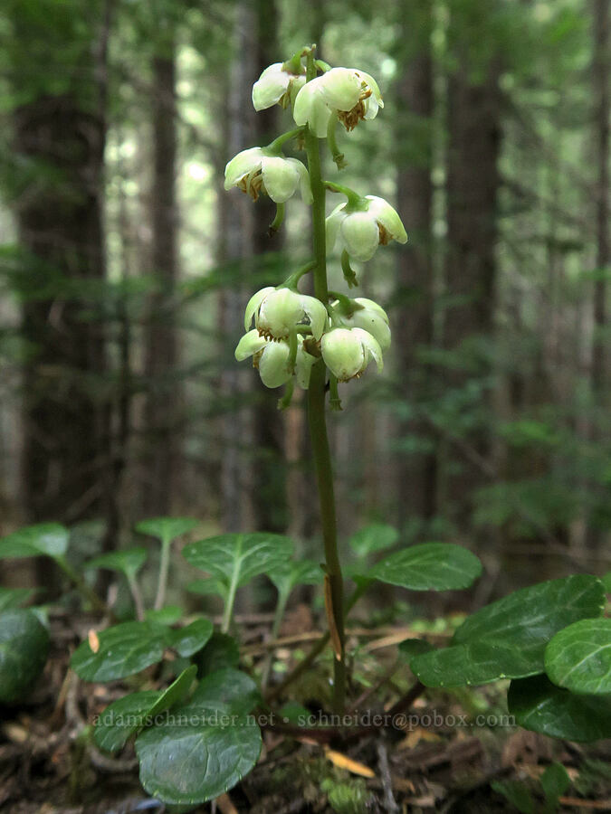 green-flowered pyrola (Pyrola chlorantha) [Upper Big Quilcene Trail, Buckhorn Wilderness, Jefferson County, Washington]