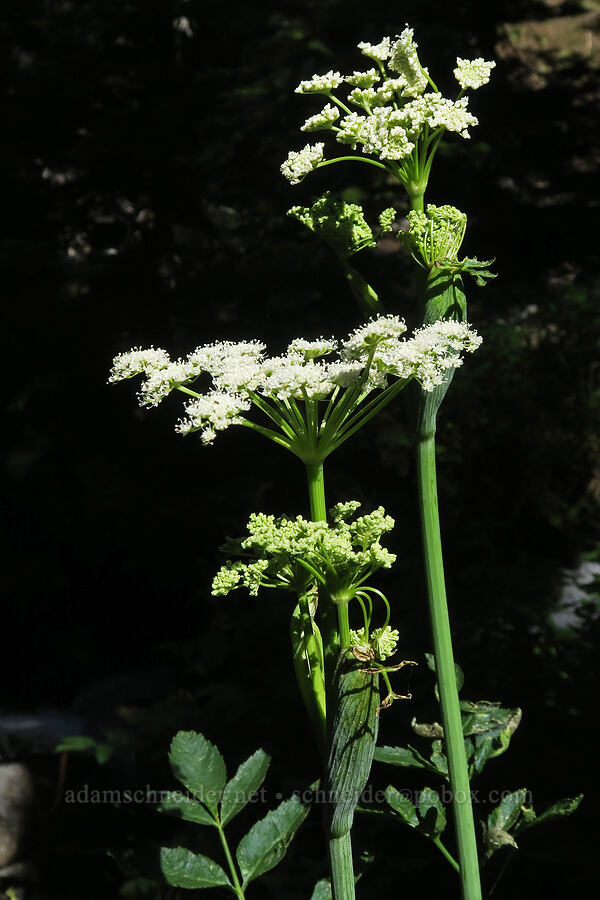 sharp-tooth angelica (Angelica arguta) [Twin Lakes Trail, Wallowa-Whitman National Forest, Baker County, Oregon]