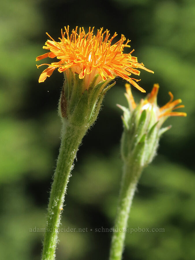orange agoseris (Agoseris aurantiaca) [Twin Lakes Trail, Wallowa-Whitman National Forest, Oregon]