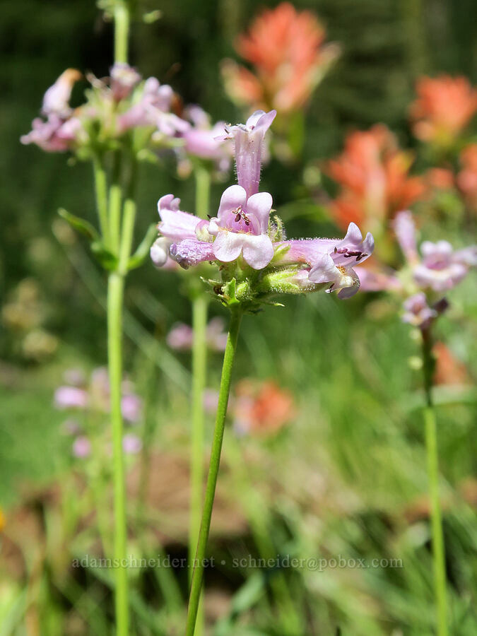 pinkish sulphur penstemon (Penstemon attenuatus) [Twin Lakes Trail, Wallowa-Whitman National Forest, Baker County, Oregon]
