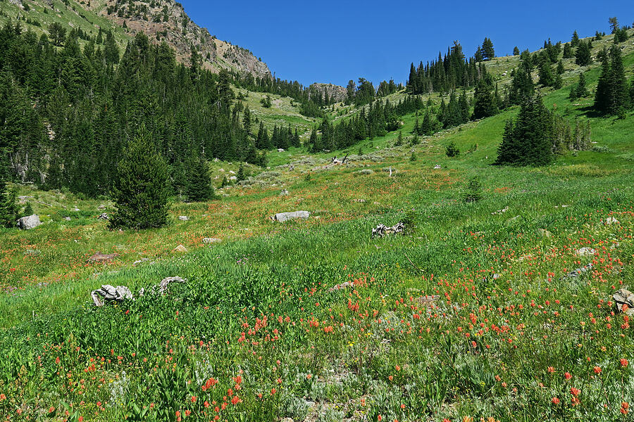 wildflowers [Twin Lakes Trail, Wallowa-Whitman National Forest, Oregon]