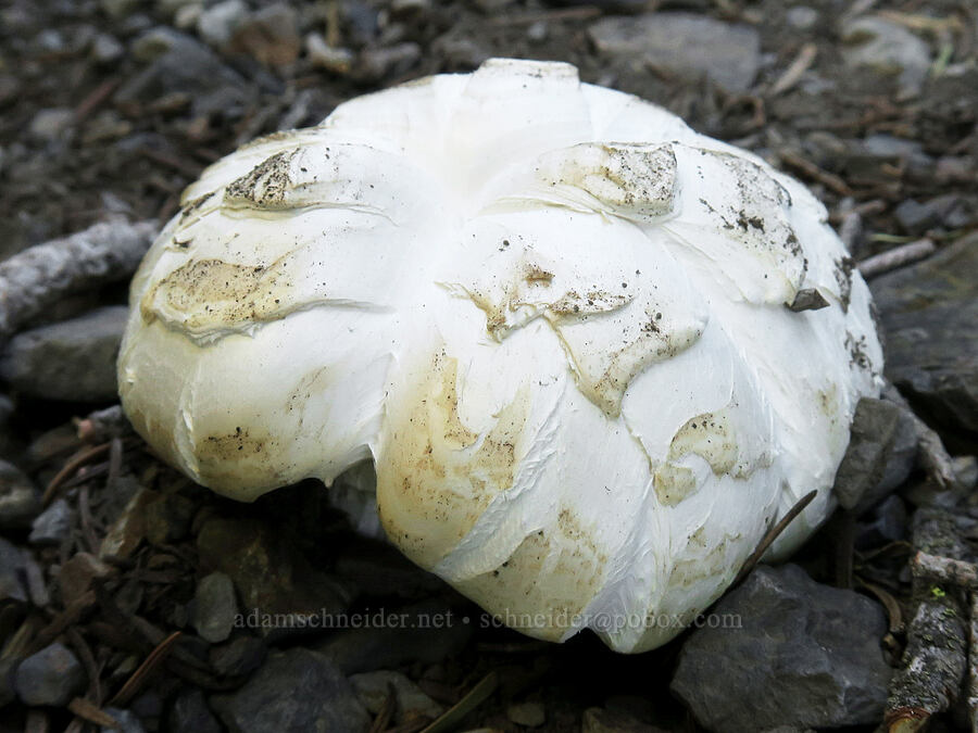 giant sawgill mushroom (Neolentinus ponderosus) [Twin Lakes Trail, Wallowa-Whitman National Forest, Baker County, Oregon]