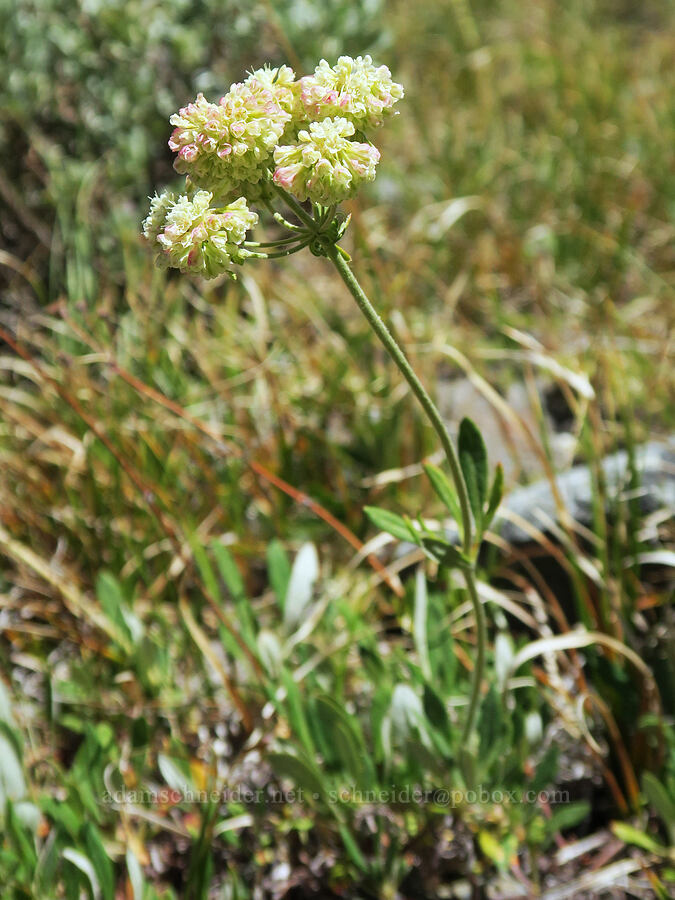 parsnip-flower buckwheat (Eriogonum heracleoides) [Twin Lakes Trail, Wallowa-Whitman National Forest, Baker County, Oregon]