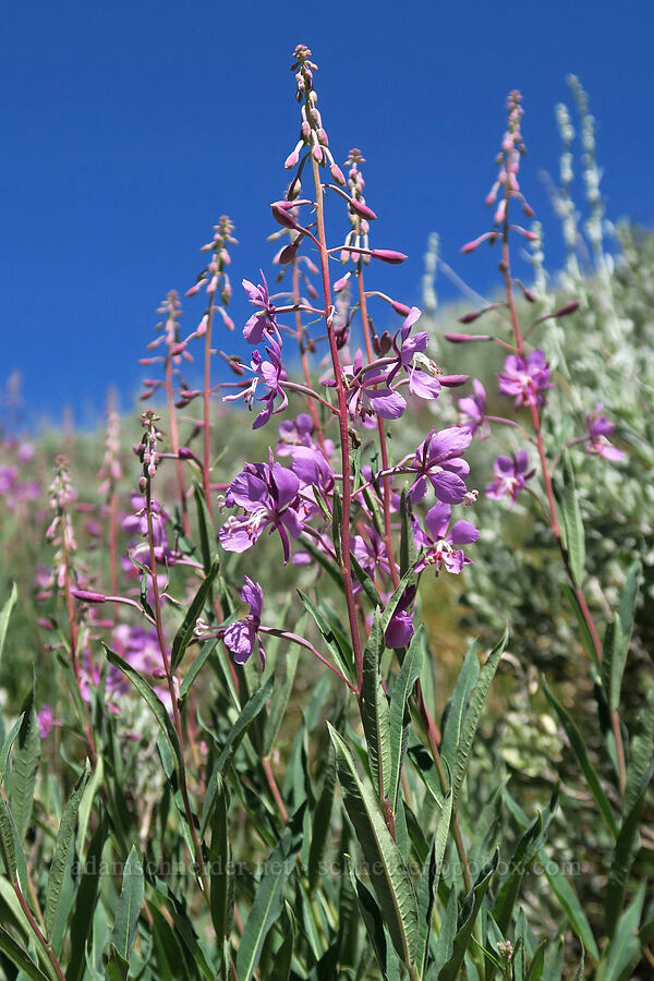 fireweed (Chamerion angustifolium (Chamaenerion angustifolium) (Epilobium angustifolium)) [Twin Lakes Trail, Wallowa-Whitman National Forest, Baker County, Oregon]