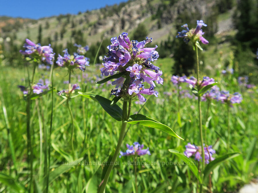 sulphur penstemon, blue form (Penstemon attenuatus) [Twin Lakes Trail, Wallowa-Whitman National Forest, Baker County, Oregon]