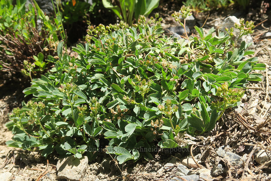 creeping sibbaldia, going to seed (Sibbaldia procumbens (Potentilla sibbaldii)) [Twin Lakes Trail, Wallowa-Whitman National Forest, Baker County, Oregon]