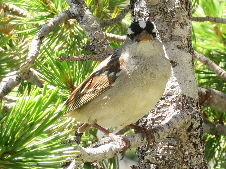 white-crowned sparrow (Zonotrichia leucophrys) [Twin Lakes Trail, Wallowa-Whitman National Forest, Baker County, Oregon]