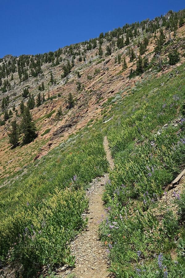 trail through wildflowers [Twin Lakes Trail, Wallowa-Whitman National Forest, Baker County, Oregon]