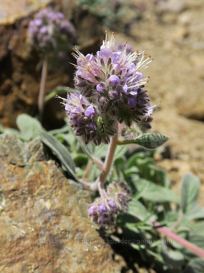 purple phacelia (Phacelia hastata var. alpina (Phacelia alpina)) [Elkhorn Crest Trail, Wallowa-Whitman National Forest, Baker County, Oregon]
