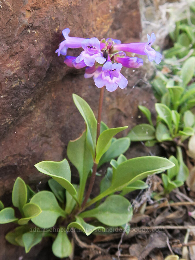 small-flowered penstemon (Penstemon procerus) [Rock Creek Butte, Wallowa-Whitman National Forest, Baker County, Oregon]