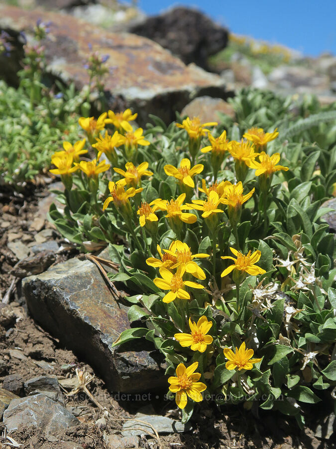 stemless goldenweed (Stenotus acaulis (Haplopappus acaulis)) [Rock Creek Butte, Wallowa-Whitman National Forest, Baker County, Oregon]