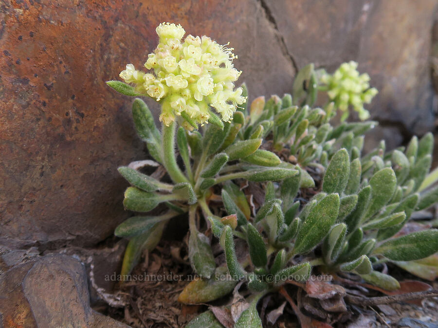 pale Piper's buckwheat (Eriogonum flavum var. piperi) [Rock Creek Butte, Wallowa-Whitman National Forest, Oregon]