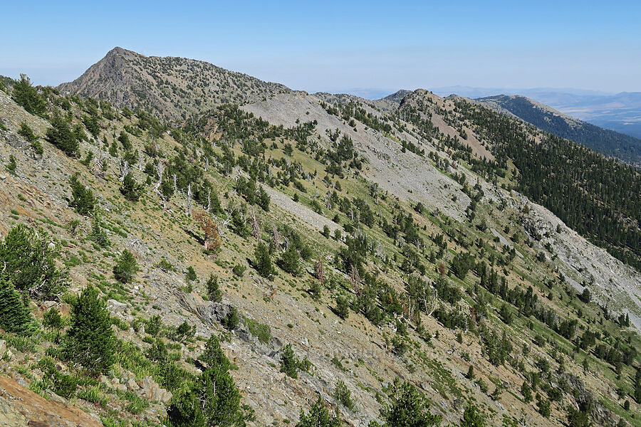 west slope of the Elkhorn Mountains [Rock Creek Butte, Wallowa-Whitman National Forest, Baker County, Oregon]