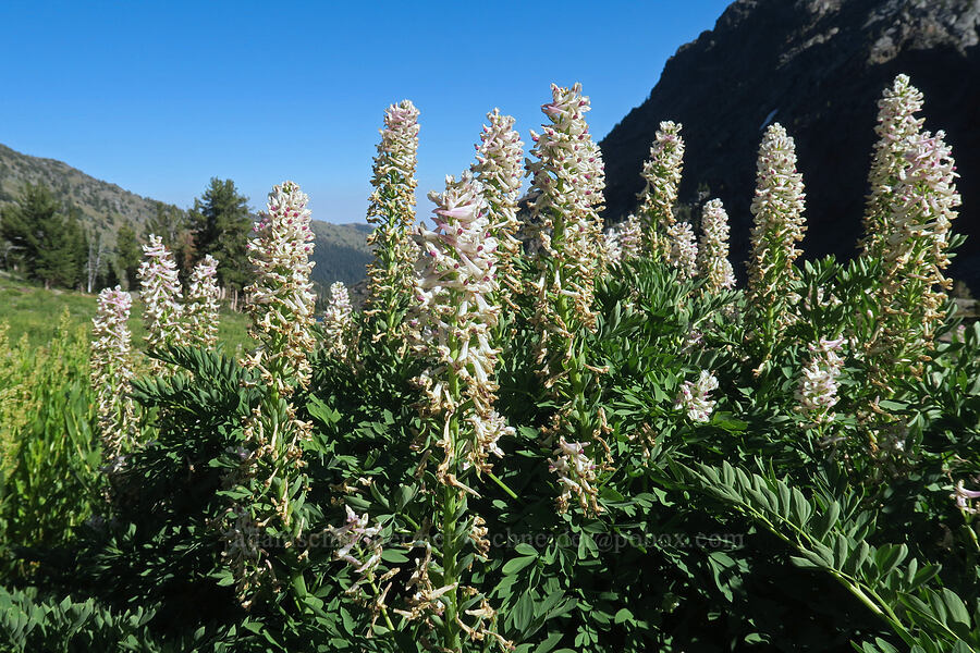 Cusick's fumewort (Sierra corydalis) (Corydalis caseana ssp. cusickii) [Twin Lakes Basin, Wallowa-Whitman National Forest, Oregon]