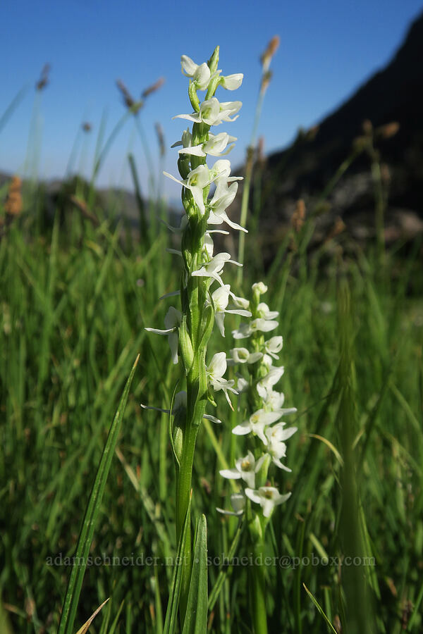 white bog orchid (Platanthera dilatata (Habenaria dilatata)) [Twin Lakes Basin, Wallowa-Whitman National Forest, Baker County, Oregon]