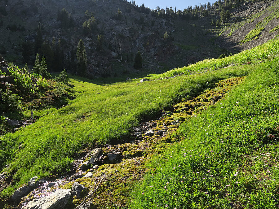 moss, grass, & wildflowers [Twin Lakes Basin, Wallowa-Whitman National Forest, Baker County, Oregon]