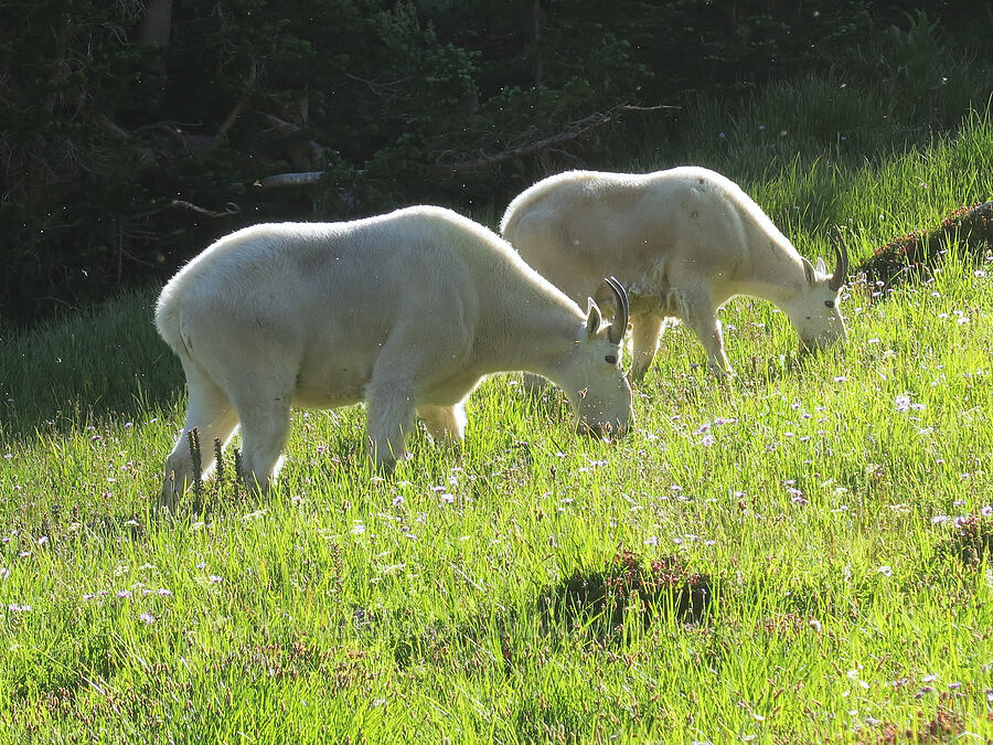 mountain goats (Oreamnos americanus) [Lower Twin Lake, Wallowa-Whitman National Forest, Baker County, Oregon]