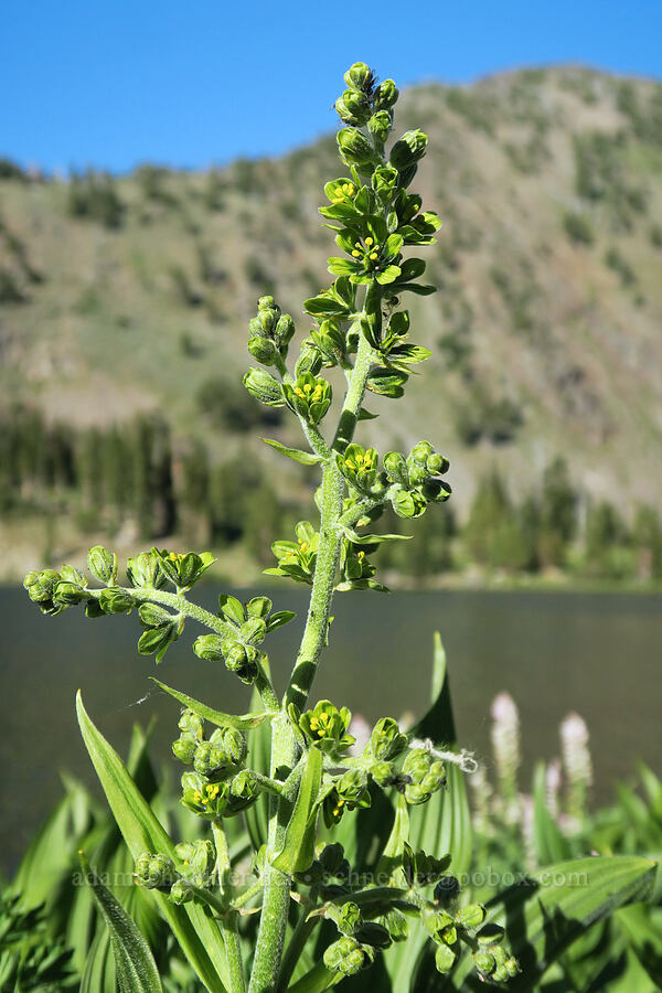 green corn lily (Veratrum viride var. eschscholzianum (Veratrum eschscholtzianum)) [Lower Twin Lake, Wallowa-Whitman National Forest, Baker County, Oregon]