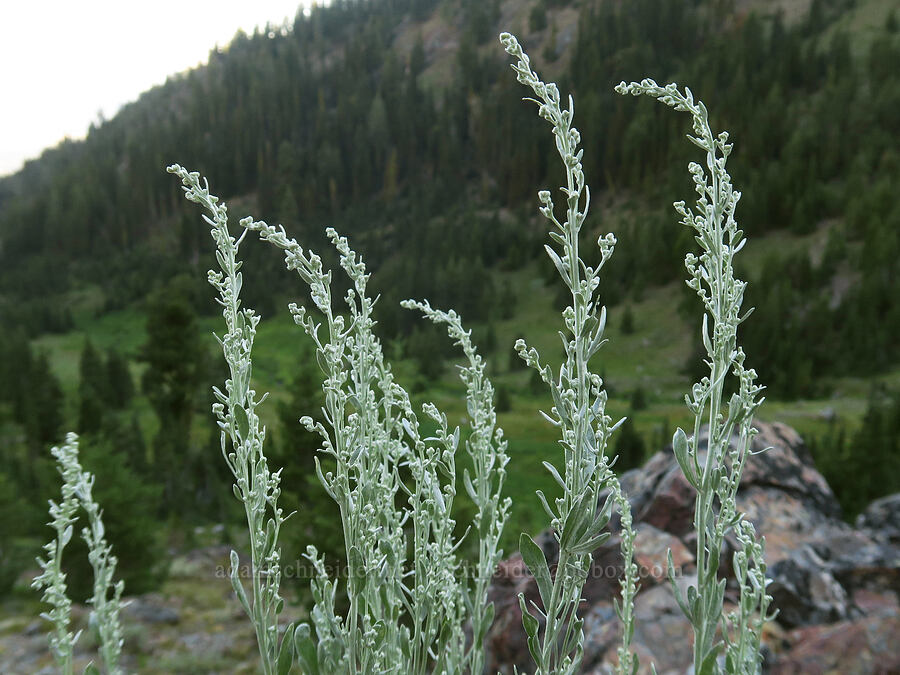 mountain sagebrush (Artemisia tridentata ssp. vaseyana) [Twin Lakes Trail, Wallowa-Whitman National Forest, Baker County, Oregon]