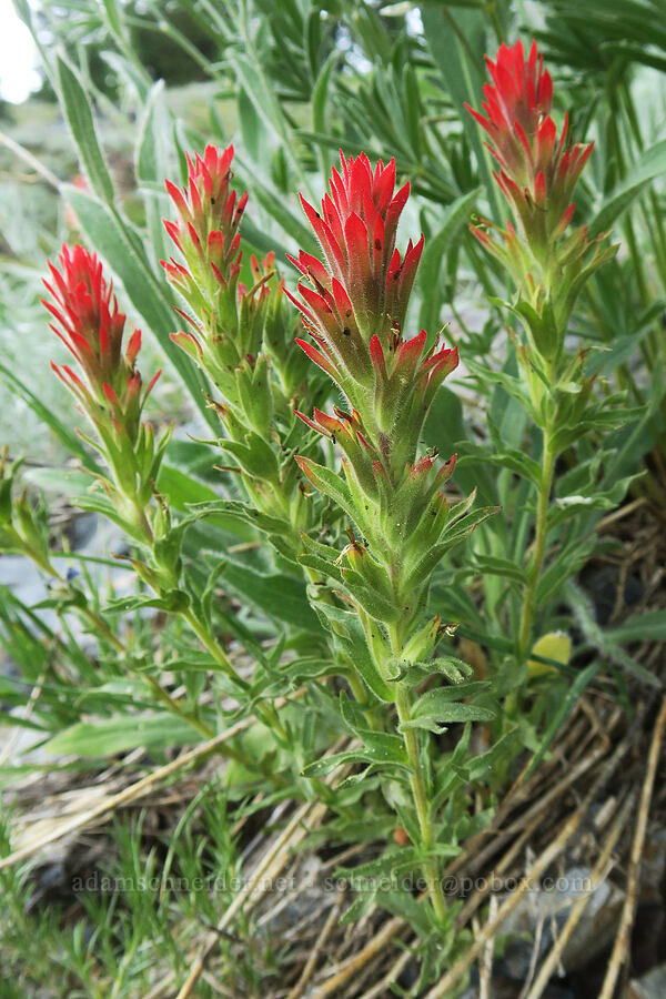 unknown paintbrush (Castilleja sp.) [Twin Lakes Trail, Wallowa-Whitman National Forest, Baker County, Oregon]