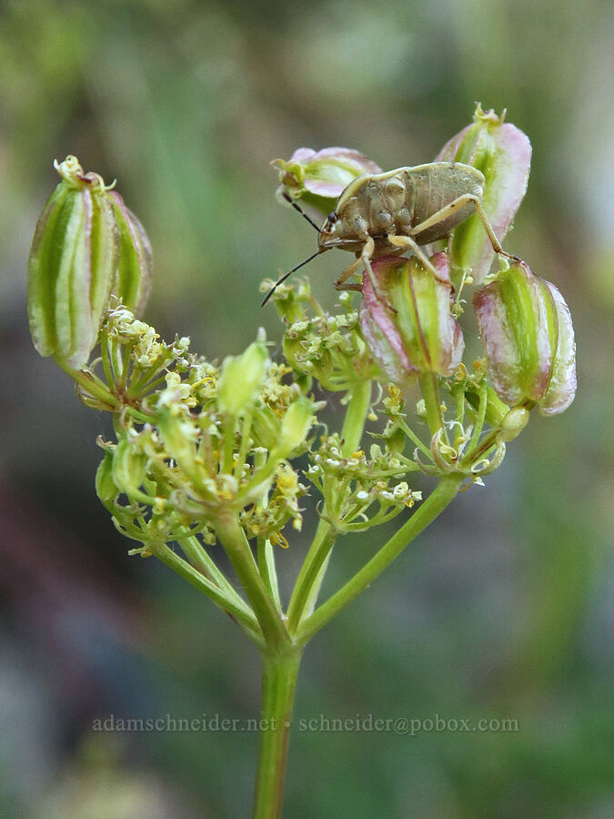 bug on fennel-leaved spring-parsley (Cymopterus terebinthinus var. foeniculaceus (Cymopterus foeniculaceus)) [Twin Lakes Trail, Wallowa-Whitman National Forest, Baker County, Oregon]