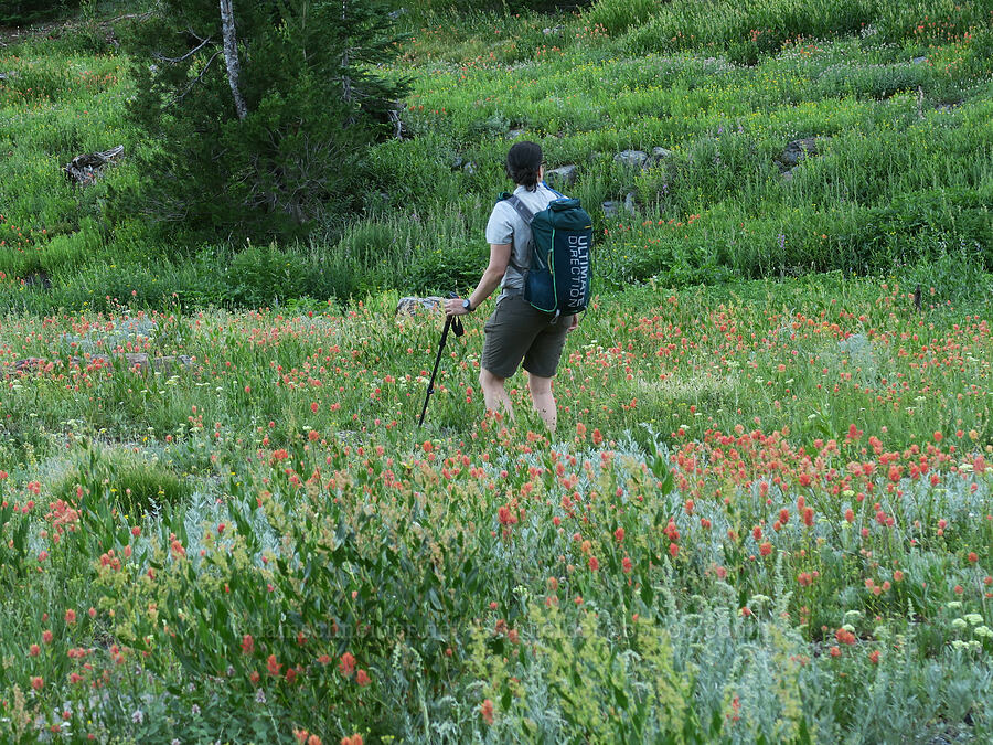 Tamiko & wildflowers [Twin Lakes Trail, Wallowa-Whitman National Forest, Baker County, Oregon]